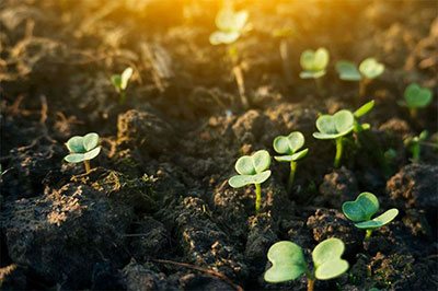 growing chinese cabbage hydroponically