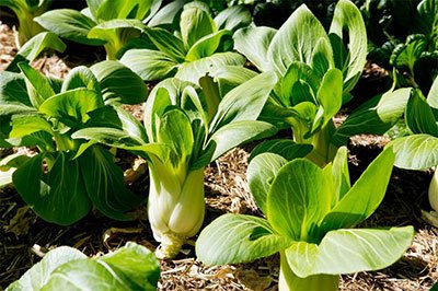 growing chinese cabbage in the tropics