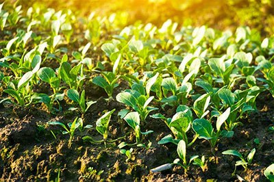 chinese cabbage how to grow