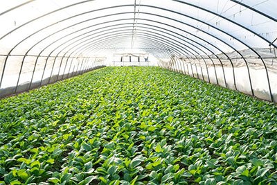 chinese cabbage grow