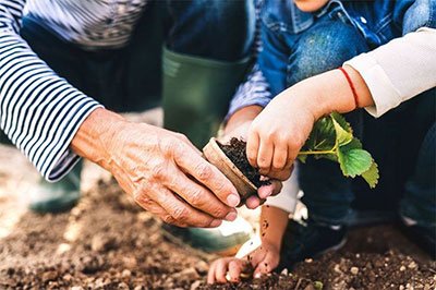 designing a vegetable garden layout