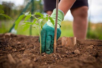 how to layout a small vegetable garden