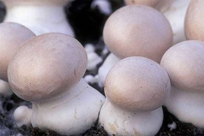 how to grow portobello mushroom