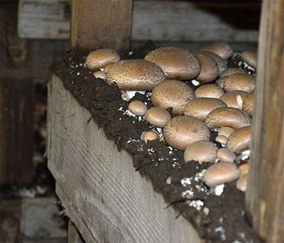 how to grow portobello mushrooms indoors