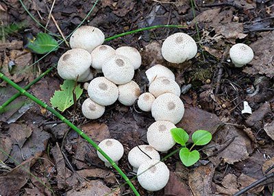 how grow portobello mushrooms