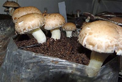 how to grow portobello mushrooms outdoor
