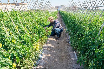 how far apart to plant tomatoes in a greenhouse