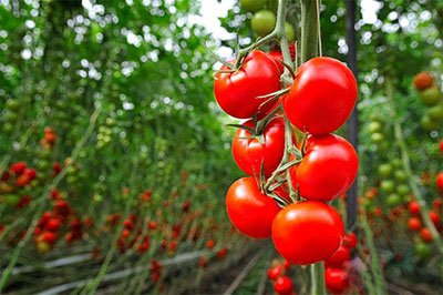 how far apart to plant tomatoes rows