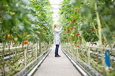 best hydroponic nutrients for tomatoes