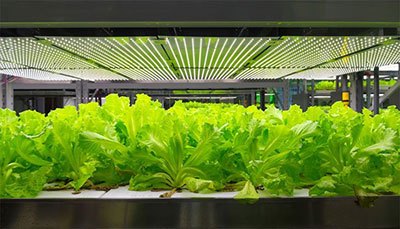 What to grow in hydroponics systems