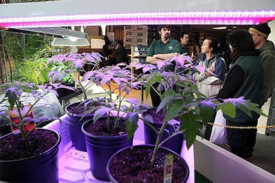 best hydroponics system for vegetables