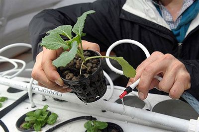 best hydroponics system for herbs