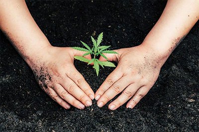 best soil for cannabis plants outdoor