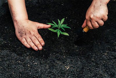 best soil for cannabis seedlings