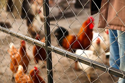 Chicken wire fencing