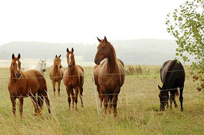 are electric fences noisy at all