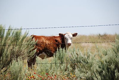 converting a barbed wire or woven wire fence to electric fence