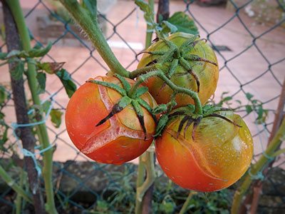 what causes tomatoes to split while they're growing