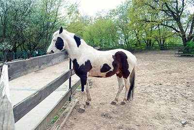 horse fence materials