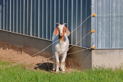most common electric fence grounding issues