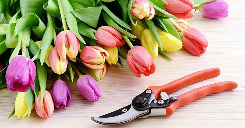 Best Pruning Shears