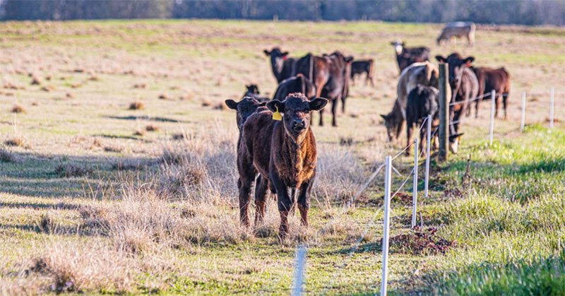 can animals sense an electric fence