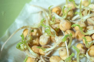 how long to grow garbanzo beans