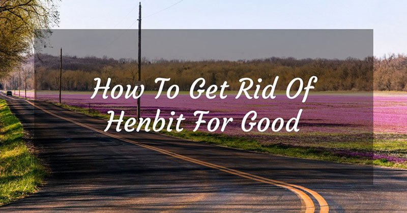 How To Get Rid Of Henbit