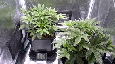 what size extractor fan do i need for grow tent