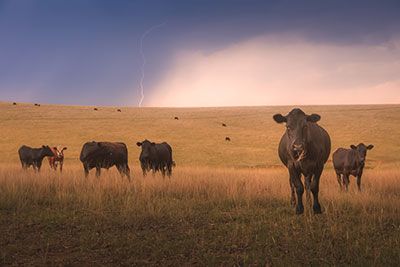 Livestock protection from lightning strikes