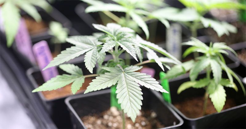 best 2×2 grow tent