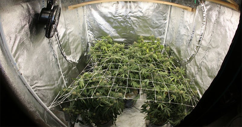 best 2×4 grow tent
