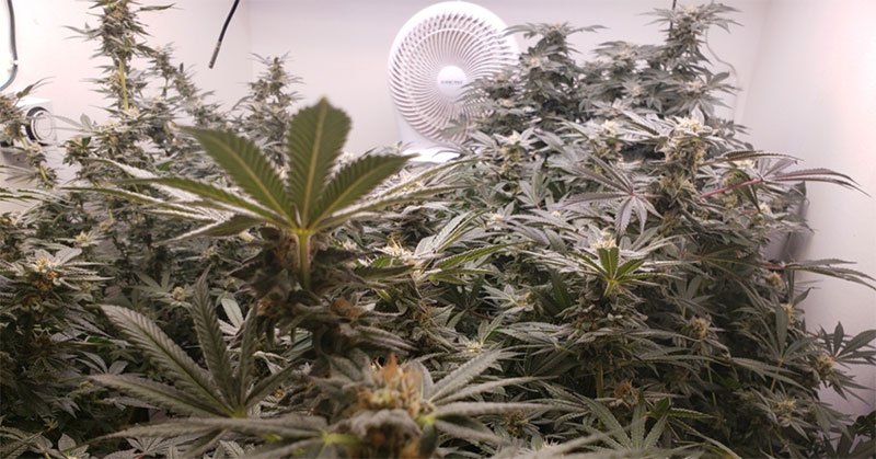 Best 3×3 Grow Tent