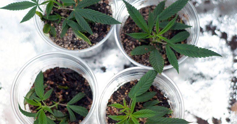 Best 4×4 Grow Tent