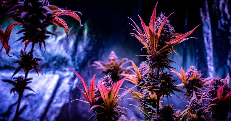 best 5×5 grow tent