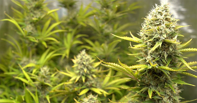 best 8×8 grows tent