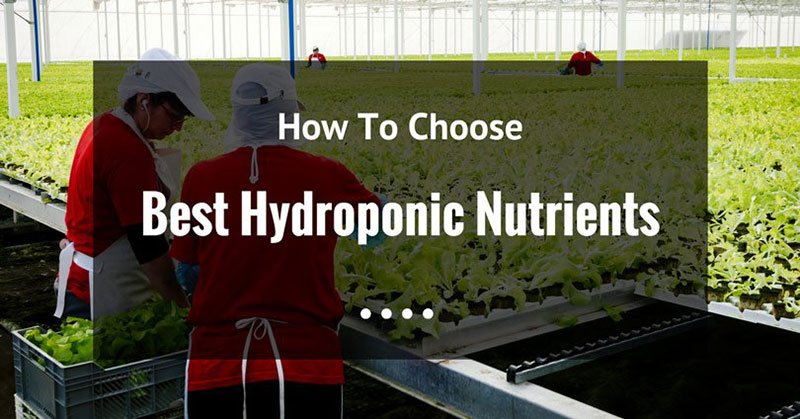 best hydroponic nutrients