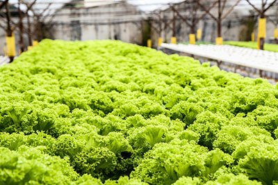 best hydroponic nutrients for leafy greens