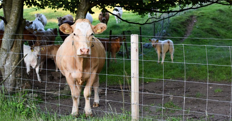 best livestock fence