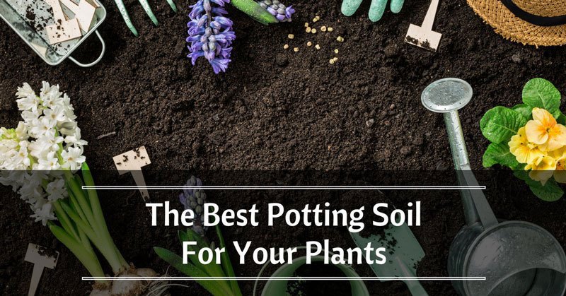 Best Potting Soil