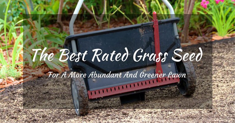 Best Rated Grass Seed