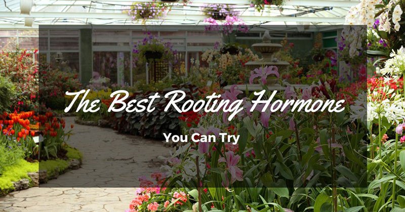 best rooting hormone