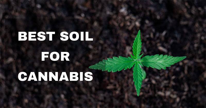 best soil for cannabis