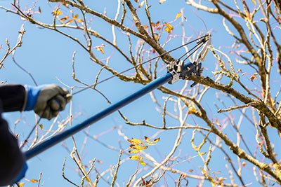 best tree pruner tool