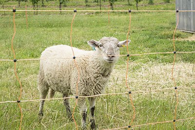 mobile electric fencing