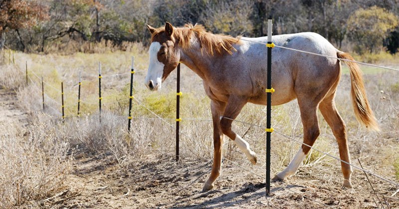 common electric fence problems