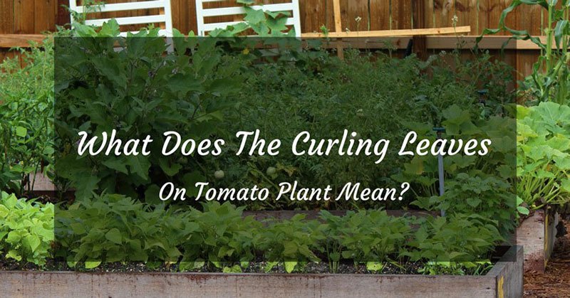 curling leaves on tomato plant