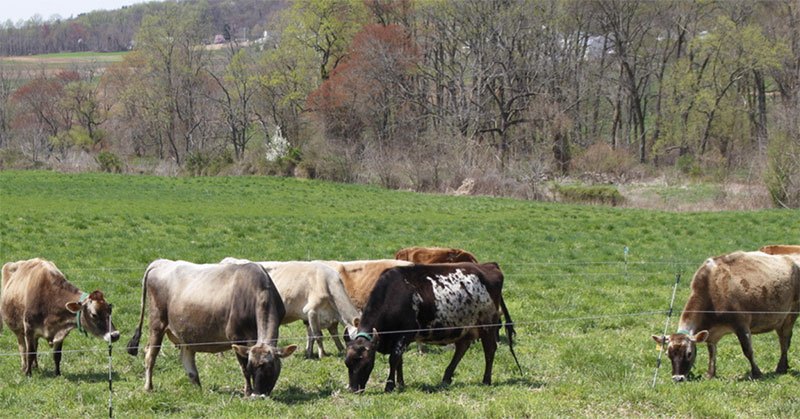 electric fencing for rotational grazing