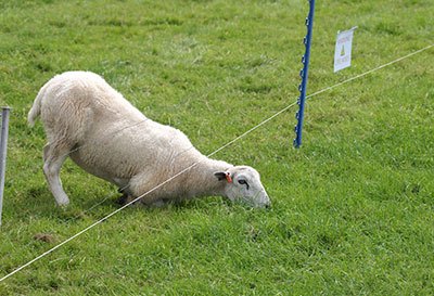 are electric fences noisy at all