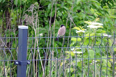 post and wire fence construction